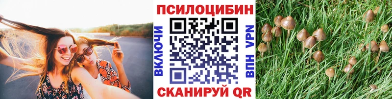 кракен зеркало  Рыбное  Псилоцибиновые грибы MAGIC MUSHROOMS 